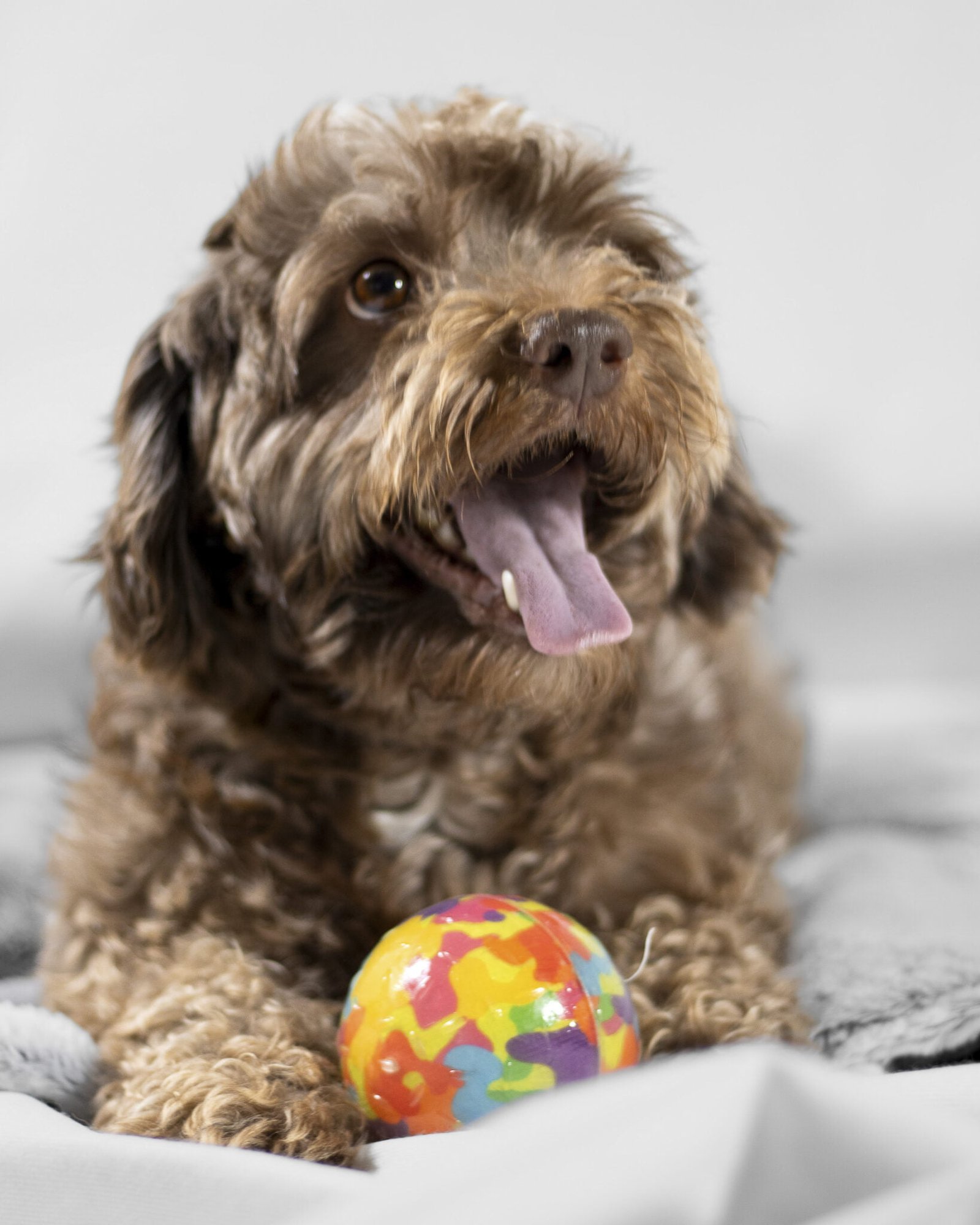 Nani Ardine PAWrtraits