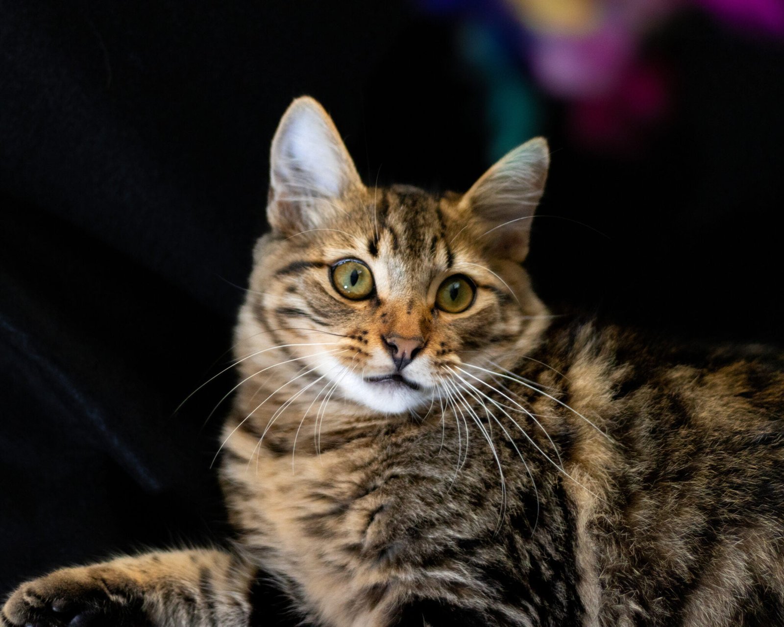 Nani Ardine Pawtraits