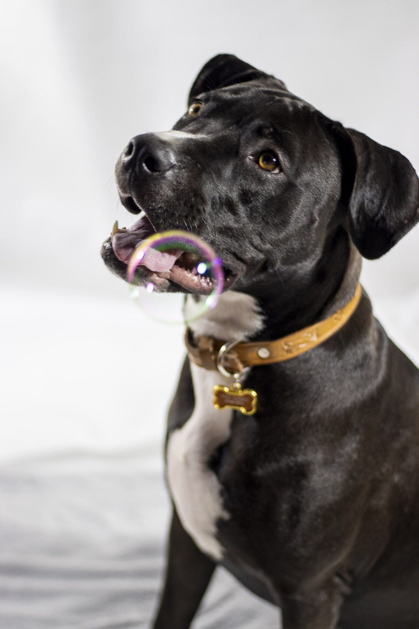 Nani Ardine PAWrtraits