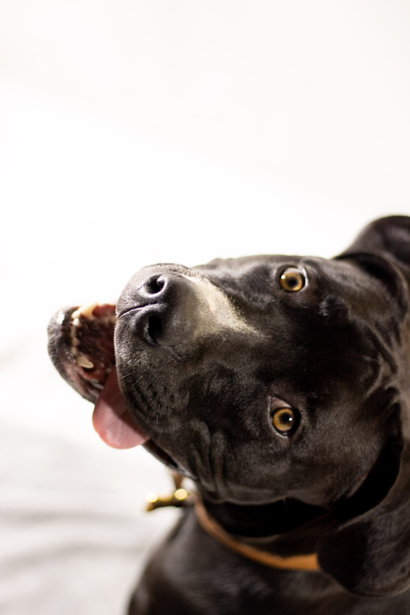 Nani Ardine PAWrtraits