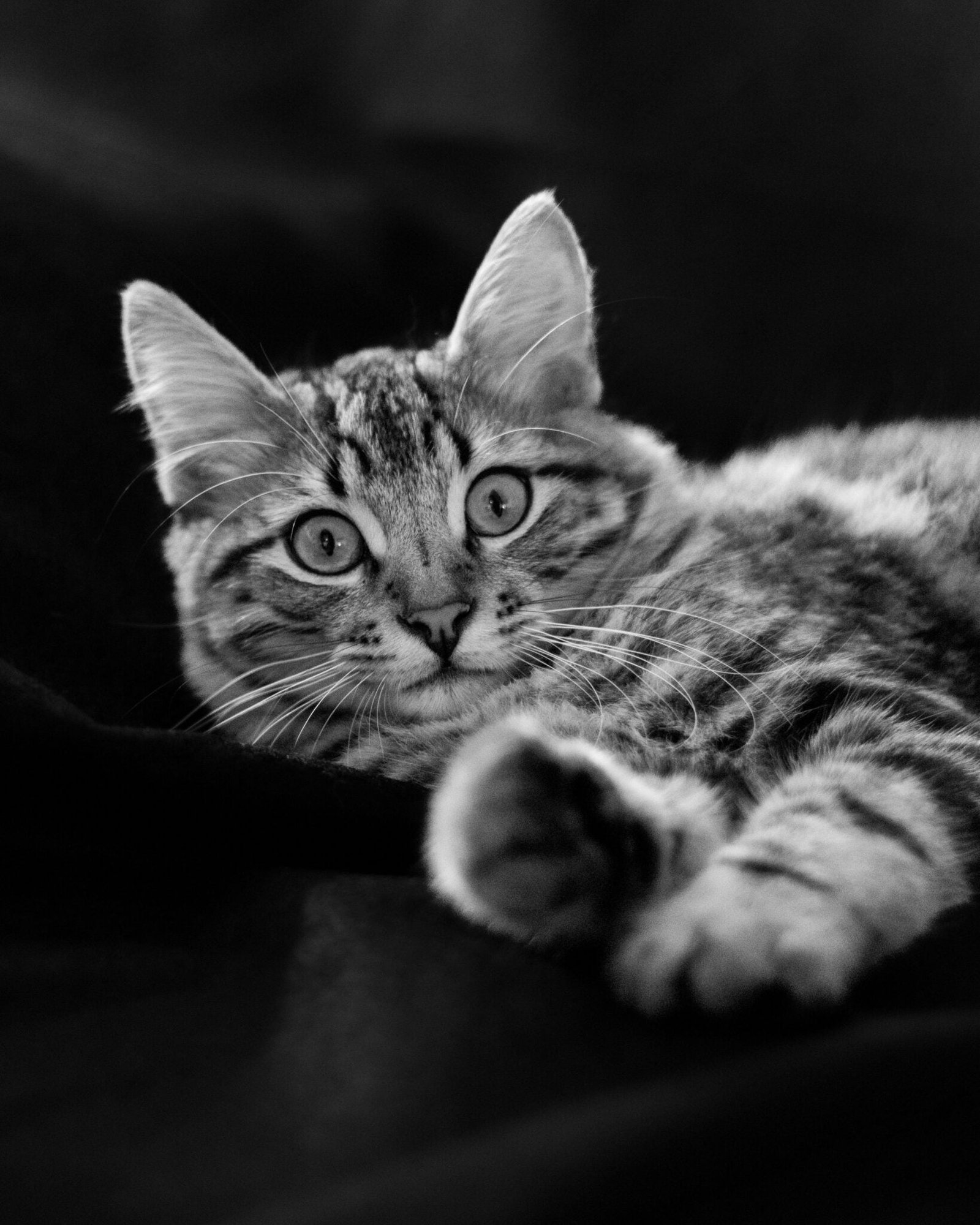 Nani Ardine PAWrtraits