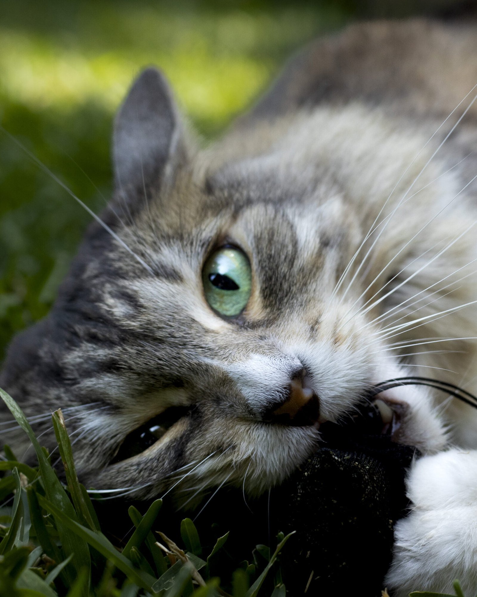 Nani Ardine PAWrtraits